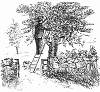 A man picking apples