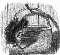 Bunny in the satchel