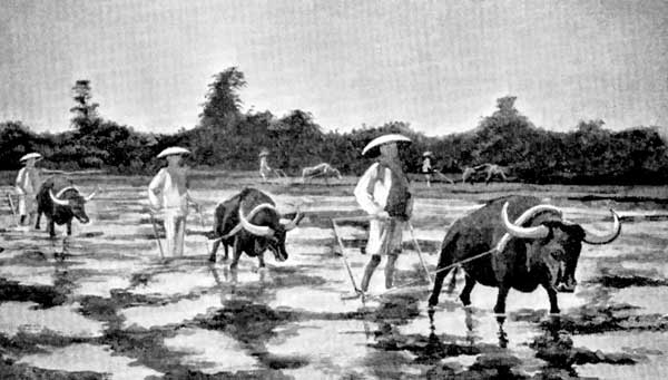 Tame Water Buffaloes Plowing in the Rice Fields