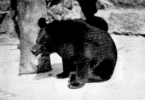 Himalayan Black Bear