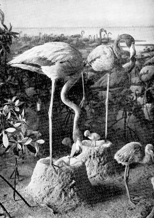A Flamingo Colony