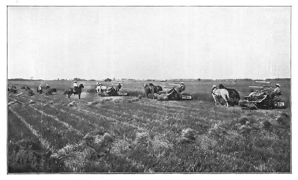 THE WHEAT INDUSTRY—HARVESTING WITH McCORMICK SELF-BINDING REAPERS