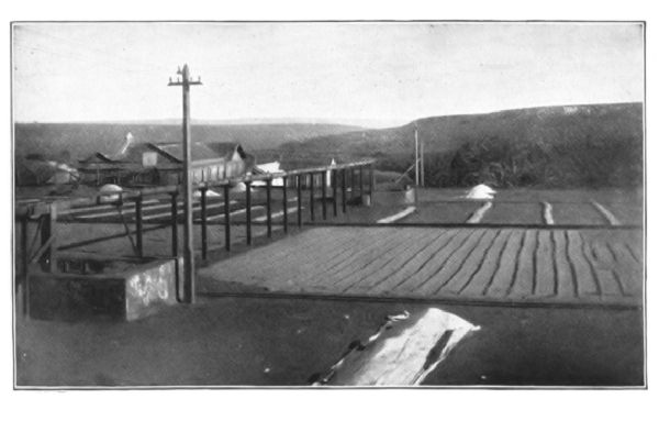 COFFEE DRYING FIELD, BRAZIL