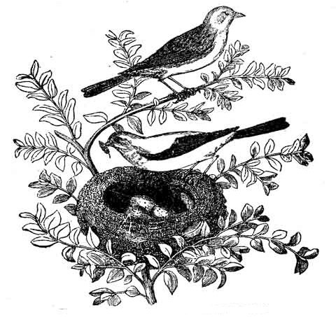 Tee branches with a nest and birds