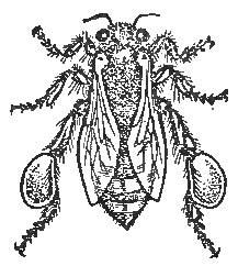 Bee—Showing Pollen-Basket