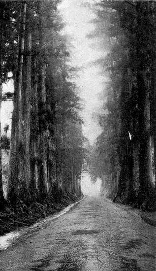 Avenue of Cryptomeria Trees