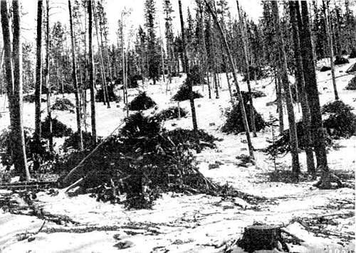 Snow-covered forest, piles of brush and stumps everywhere