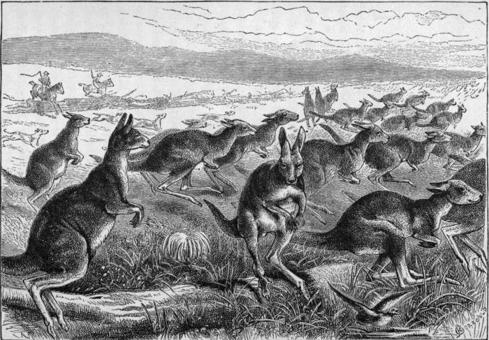 A KANGAROO HUNT IN AUSTRALIA.