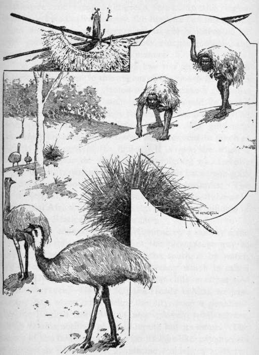 EMU HUNTING IN AUSTRALIA.