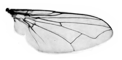 Fig. 42