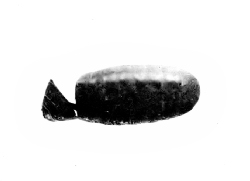 Fig. 50