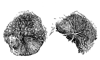 Fig. 121.