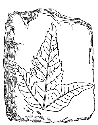 Fig. 41.