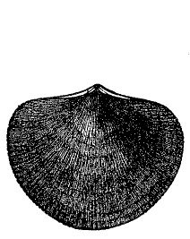 Fig. 79.