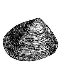 Fig. 88.