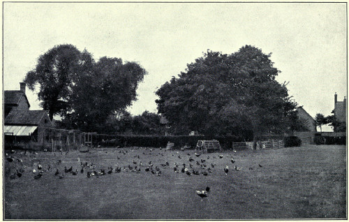 BEFORE THE EVENING MEAL