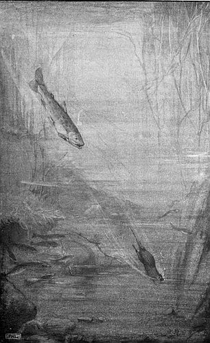“THE BIG TROUT, IN HIS TORPEDO-LIKE RUSH TO CUT OFF BRIGHTEYE FROM SURE REFUGE.”
