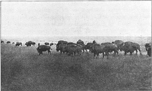 A remnant of the buffalo herds that once roamed the Plains.
