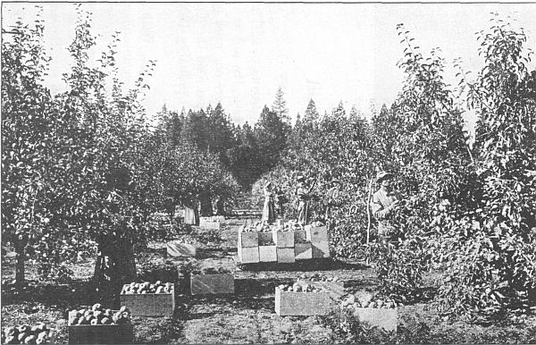 An apple orchard in Washington.