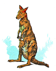les kangourous et leurs nouvelles pattes