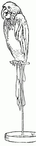 Parrot on perch