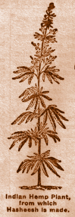 Indian Hemp Plant, from which Hasheesh is made.
