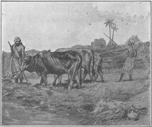 "THE OXEN WERE NOT MUZZLED."