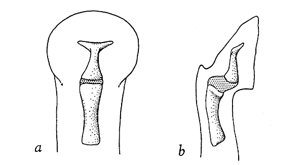 Fig. 2. Dorsal (a) and lateral (b) views of distal phalanges of third finger of Allophryne. × 40.