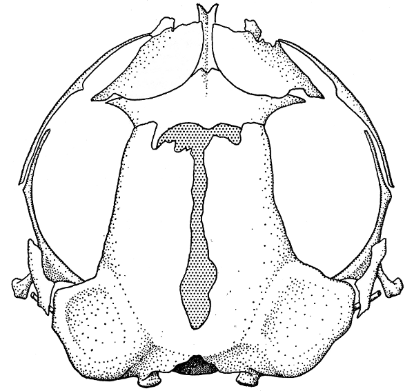 Fig. 3. Dorsal view of skull of Allophryne (AMNH 70110). × 12.