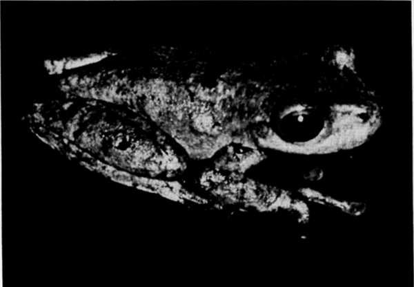 Fig. 1. Paratype of Ptychohyla ignicolor (UMMZ 119602). × 3.