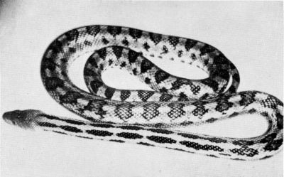 Fig. 2. Pituophis lineaticollis lineaticollis from Dos Aguas, Michoacán, UMMZ 119567. Approx. 1/3 natural size.