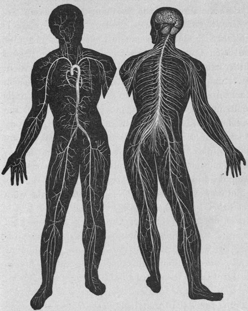 Blood Vessels and Nervous System