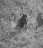 Fly feeding on bread