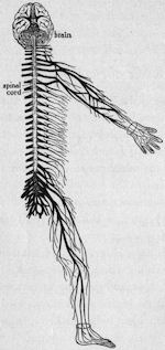 Brain and spinal cord