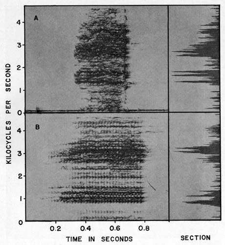 Audiospectrograms and sections of mating calls