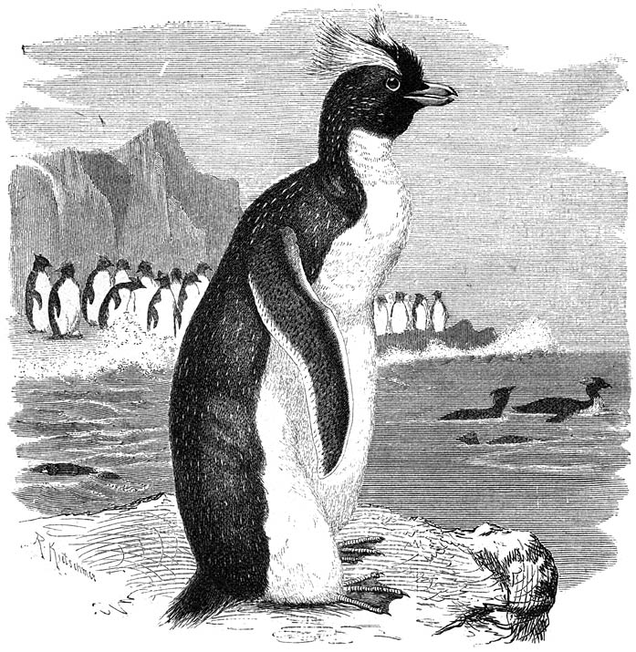 Goudharige Pingoeïn (Aptenodytes chrysocome). 1/4 v. d. ware grootte.