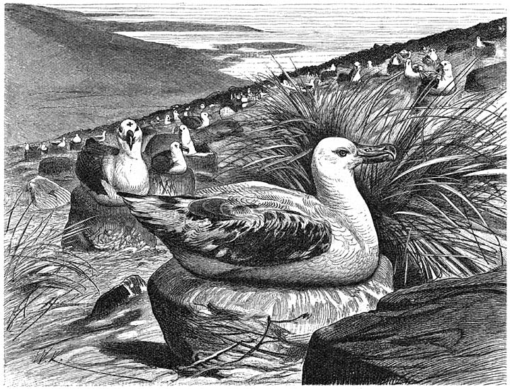 Albatros (Diomedea exulans). 1/8 v. d. ware grootte.