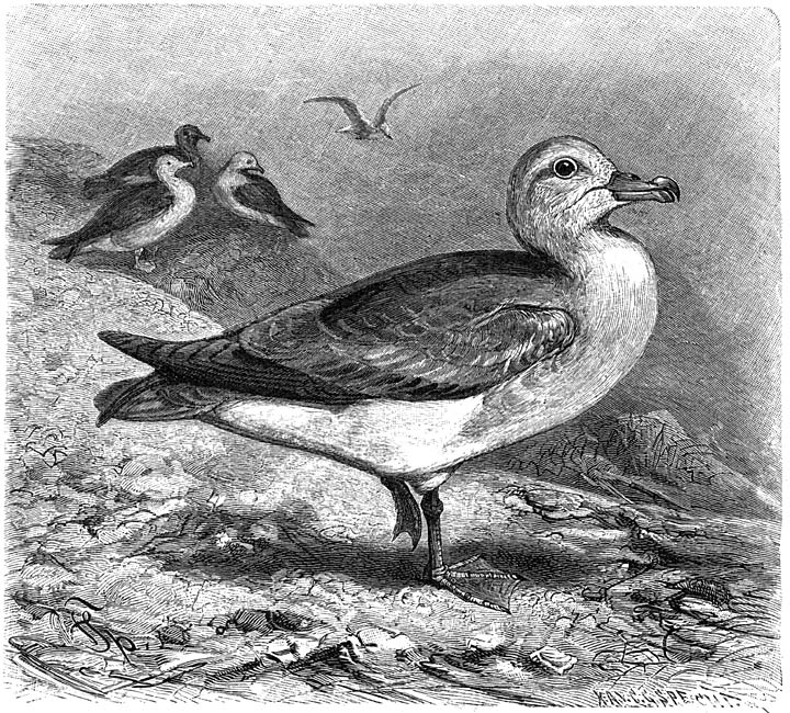 Noordsche Stormvogel (Procellaria glacialis). 1/4 v. d. ware grootte.