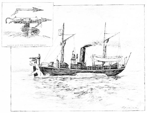 THE MODERN HARPOON AND WHALE BOAT