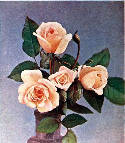 Dwarf Polyantha. PERLE D'OR.