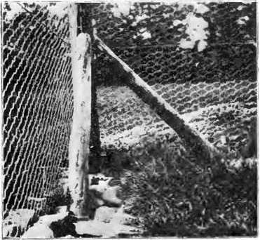 Corner of Fox Yard showing Stones to Prevent Escape by Digging.