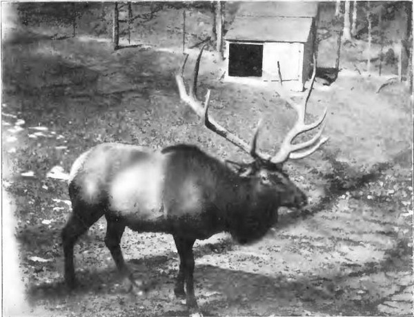 Elk in Enclosure. Shelter in Background.