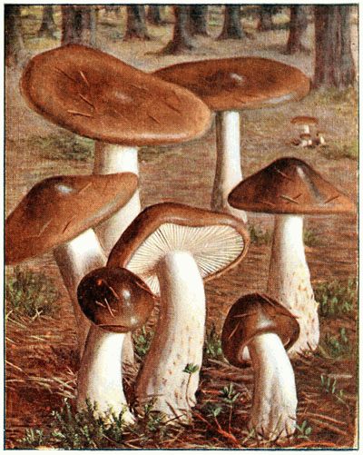 The Project Gutenberg eBook of Nouvel atlas de poche des champignons  comestibles et vénéneux (Série II), by Paul Dumée