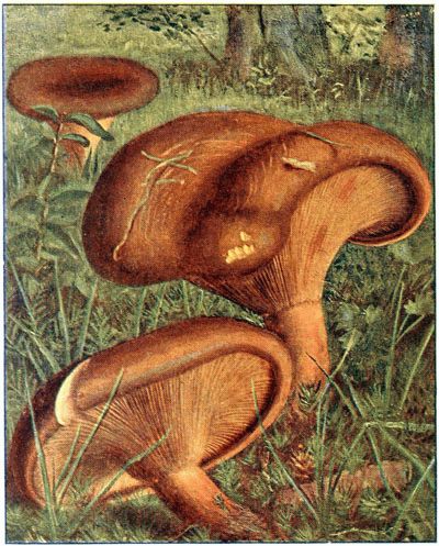The Project Gutenberg eBook of Nouvel atlas de poche des champignons  comestibles et vénéneux (Série II), by Paul Dumée