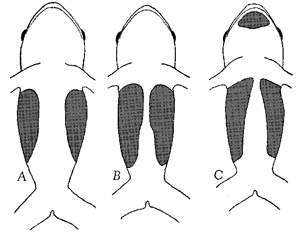 Normal extent of ventrolateral glands