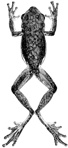 Ptychohyla schmidtorum chamulae