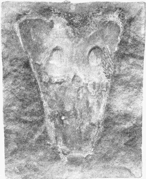 SKULL OF A LABYRINTHODONT, CAPITOSAURUS