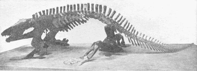 SKELETON OF A LABYRINTHODONT: THE ERYOPS