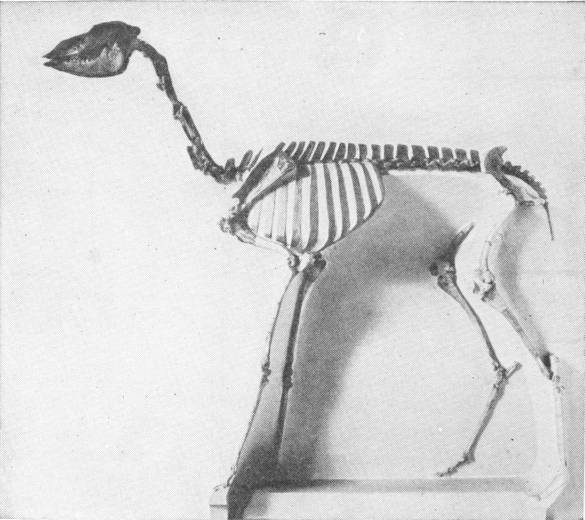 STENOMYLUS HITCHCOCKI--A GIRAFFE-CAMEL