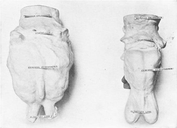 COMPARATIVE SIZES OF BRAINS OF RHINOCEROS AND DINOCERAS